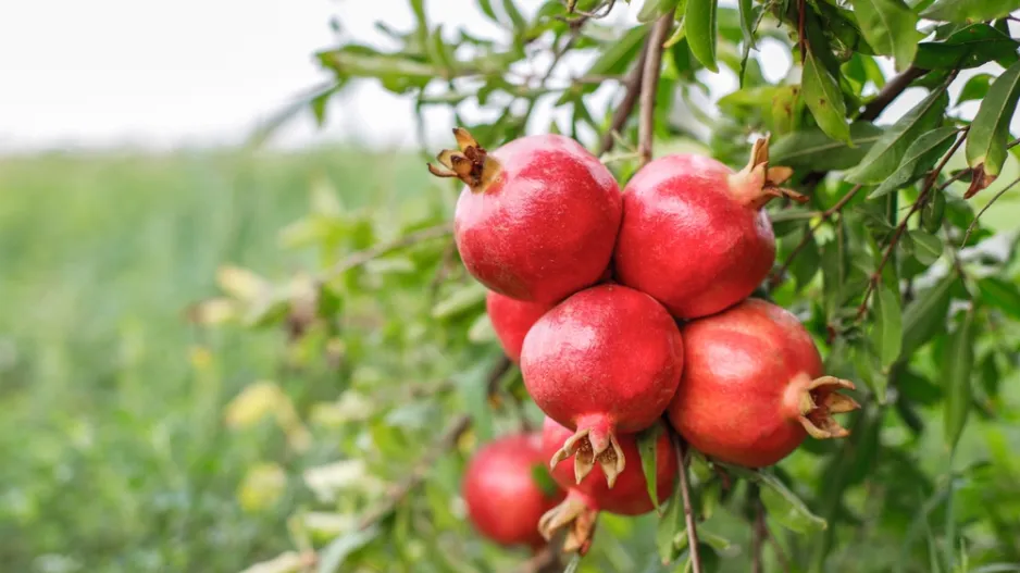 Exotické ovoce v podobě granátového jablka