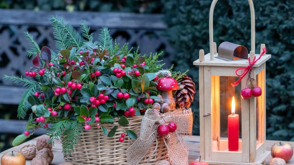 Vřesovištní rostliny