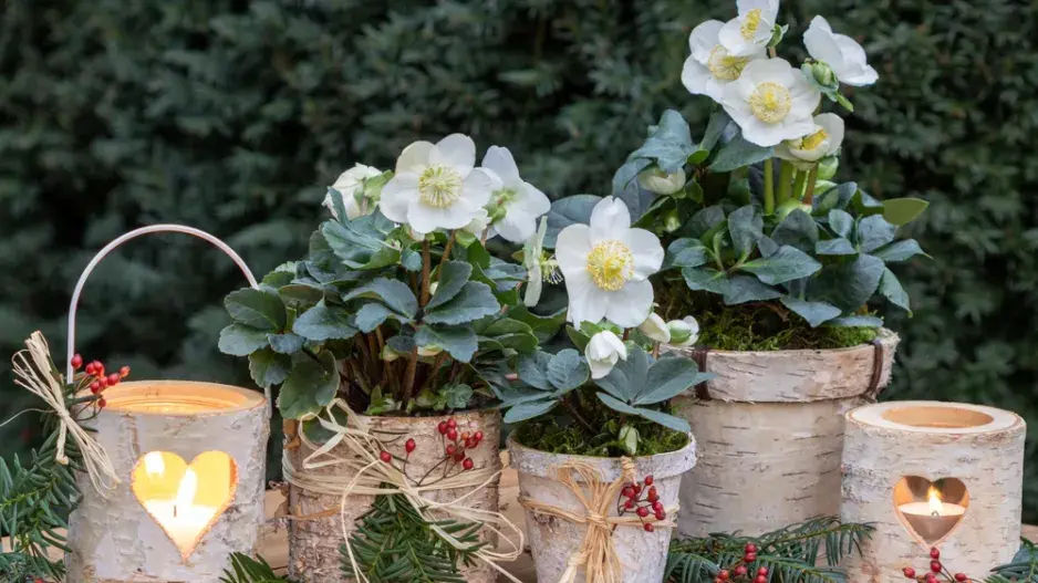 Čemeřice černá (Helleborus niger) 