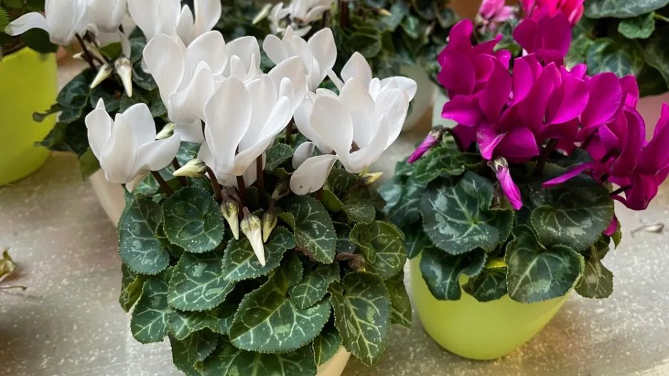 pokojový brambořík