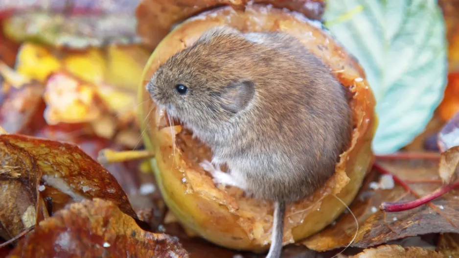 Škůdce zahrady roztomilého vzhledu