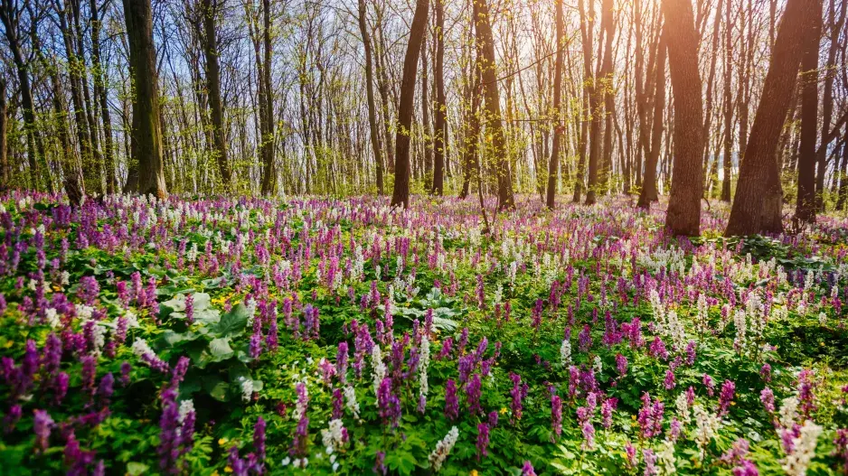 Půdopokryvné rostliny