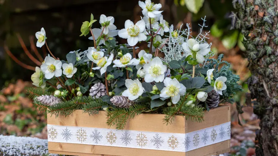 Rostliny kvetoucí v zimě