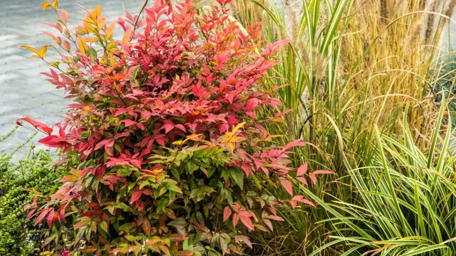 Nebeský bambus, nandina domácí (Nandina domestica) 