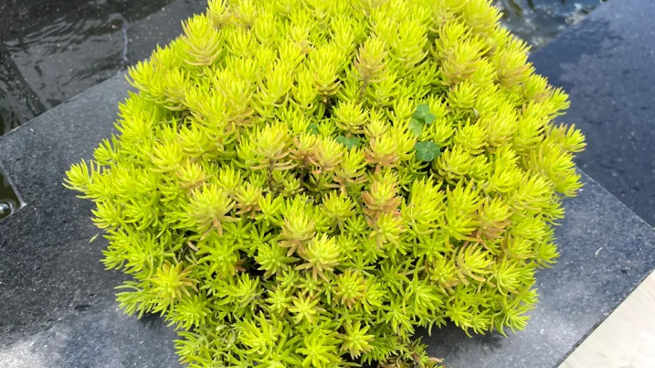 Zapomenutý zázrak jménem tripmadam