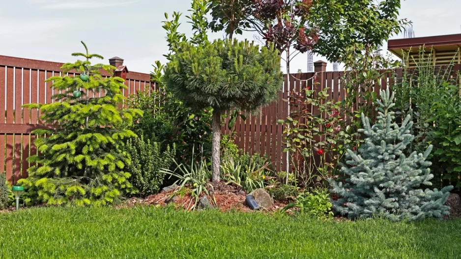 Jak vypěstovat jehličnany ze šišek?