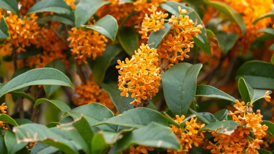 Stálezelený keř vonokvětka