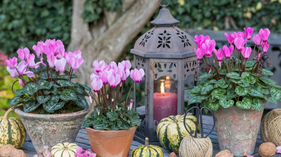 Brambořík břečťanolistý (Cyclamen hederifolium) 