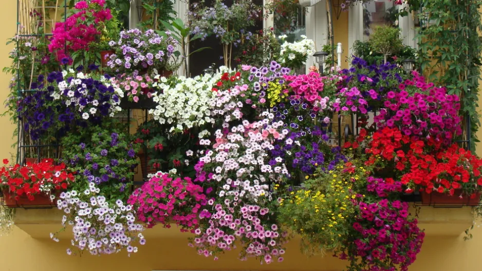 Zazimování rostlin 