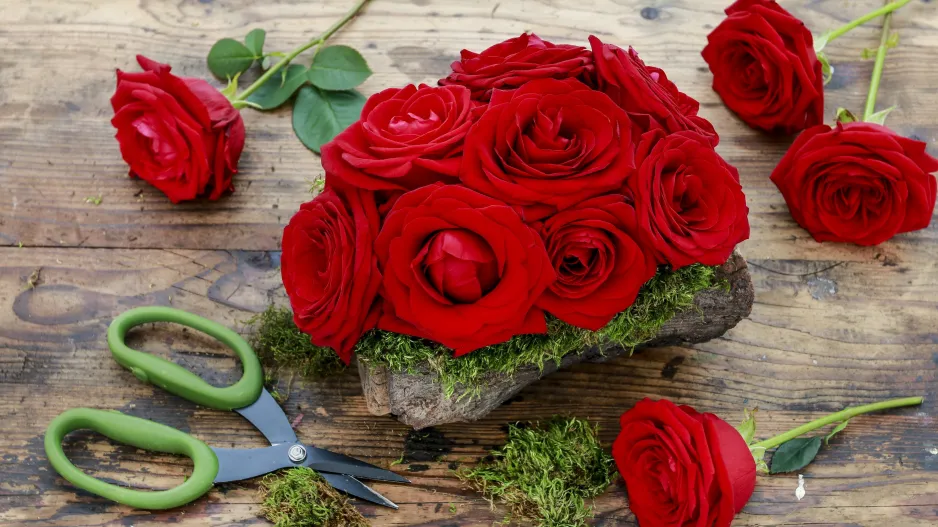 Není pařez jako pařez, ten náš kvete růžemi