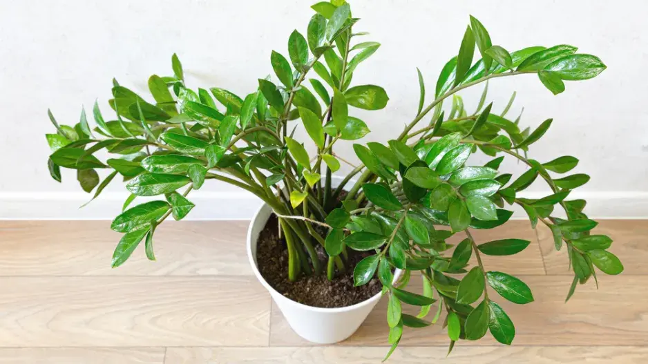 pokojovky pro začátečníky