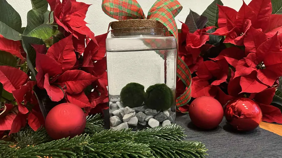 řasokoule, vánoční dárek