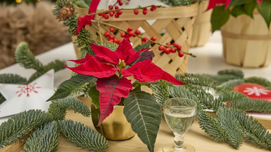 Vánoční hvězda jako neodmyslitelná součást vánočních dekorací a Vánoc