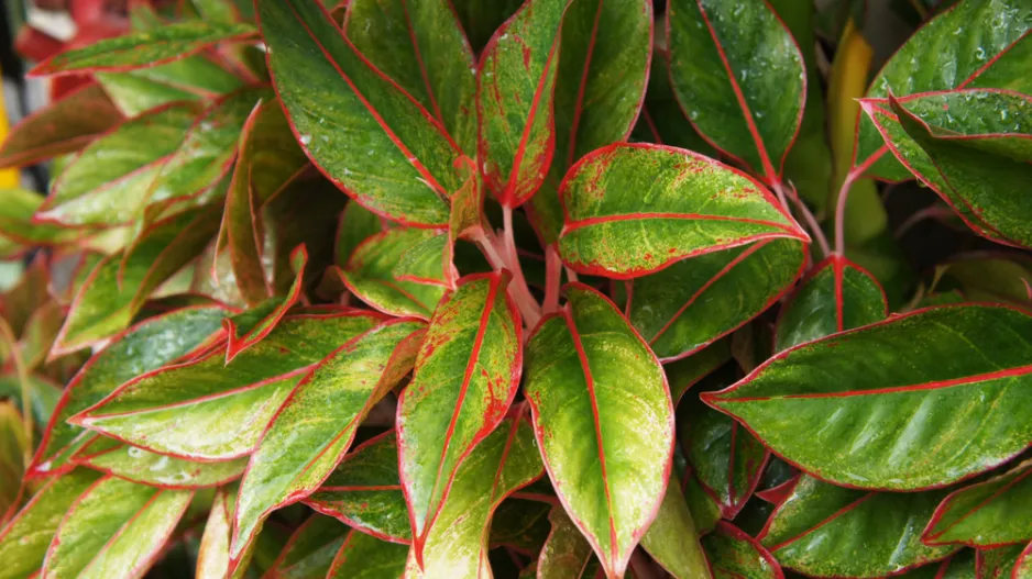 Aglaonema (Aglaonema commutatum) 