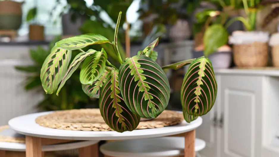 Maranta (Maranta leuconeura) 