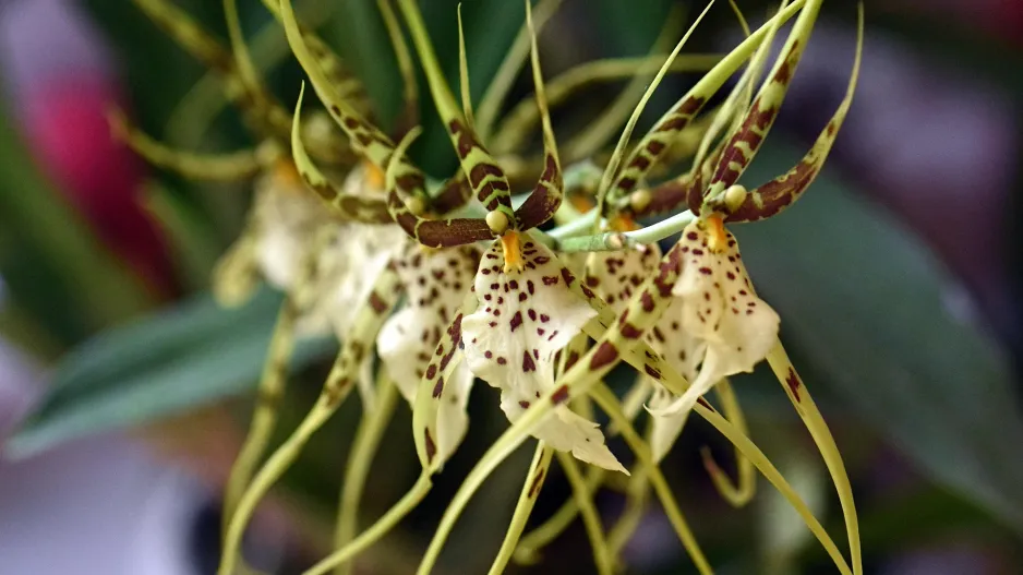 orchidej brassia