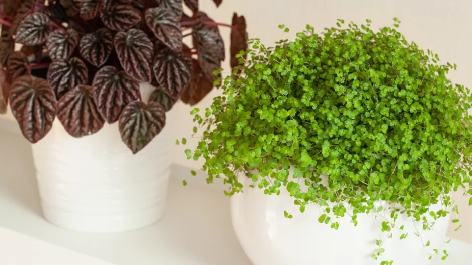 pokojovky do garsonky