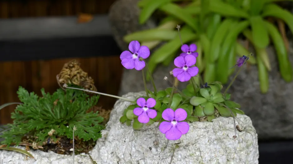 Tučnice (Pinguicula)