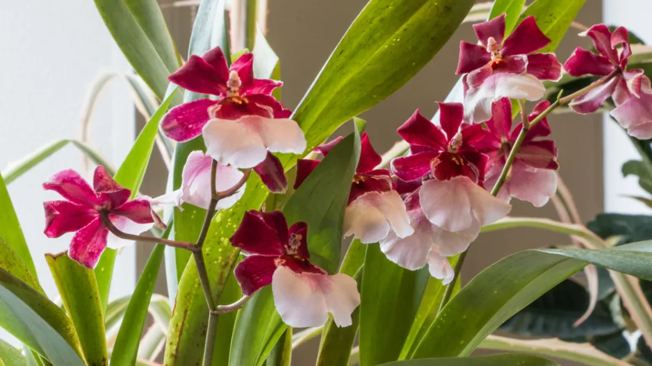 Orchidej Cambria