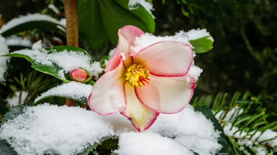 Rostliny kvetoucí pod sněhem