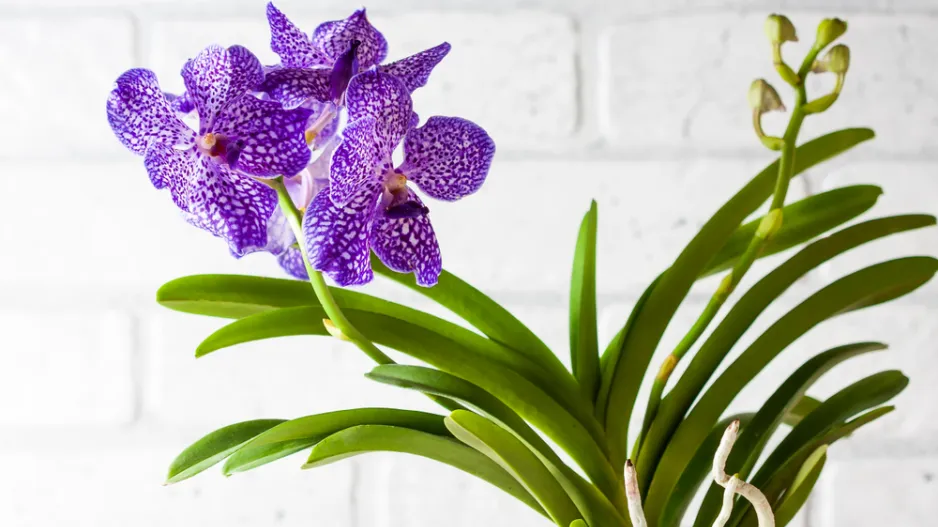 Modrá orchidej Vanda