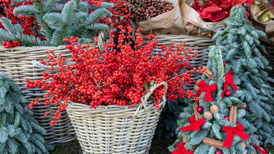 cesmína přeslenitá (Ilex verticillata)
