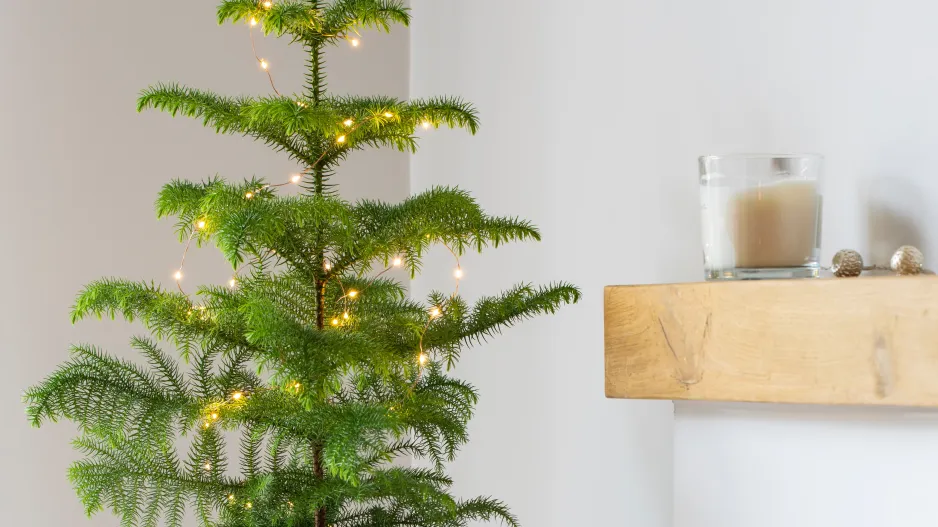 Blahočet ztepilý (Araucaria heterophylla) 