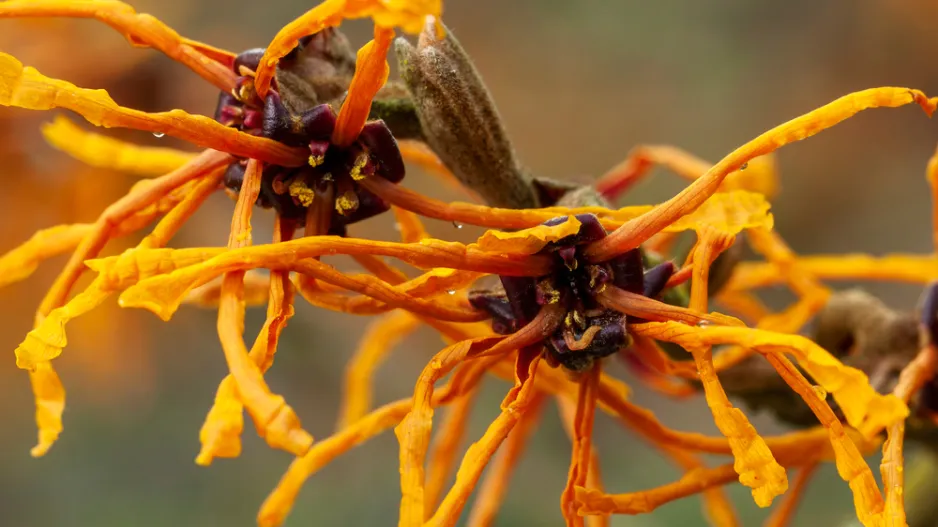Dřeviny kvetoucí v zimě