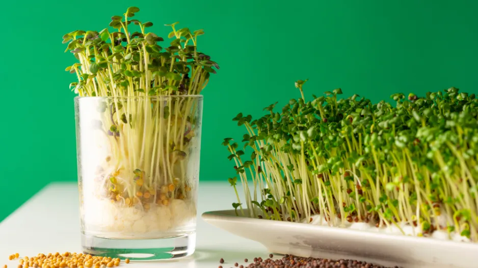 Nakličování semen je fenomén