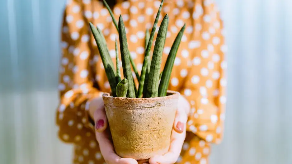 Pokojovky v topné sezoně