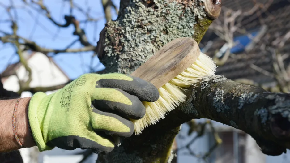 Mechy a lišejníky na ovocných stromech