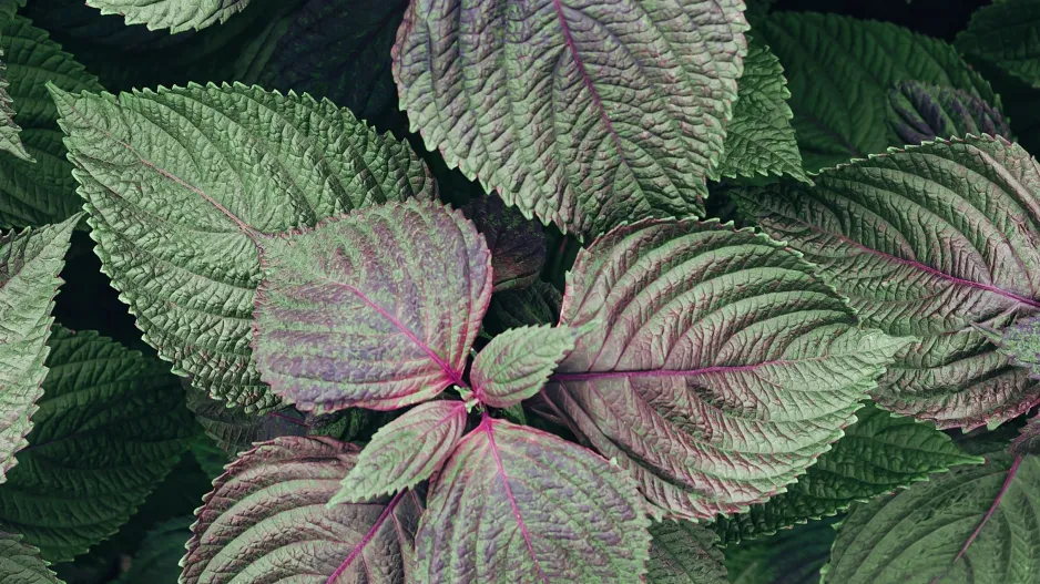 Perila křovitá (Perilla frutescens)