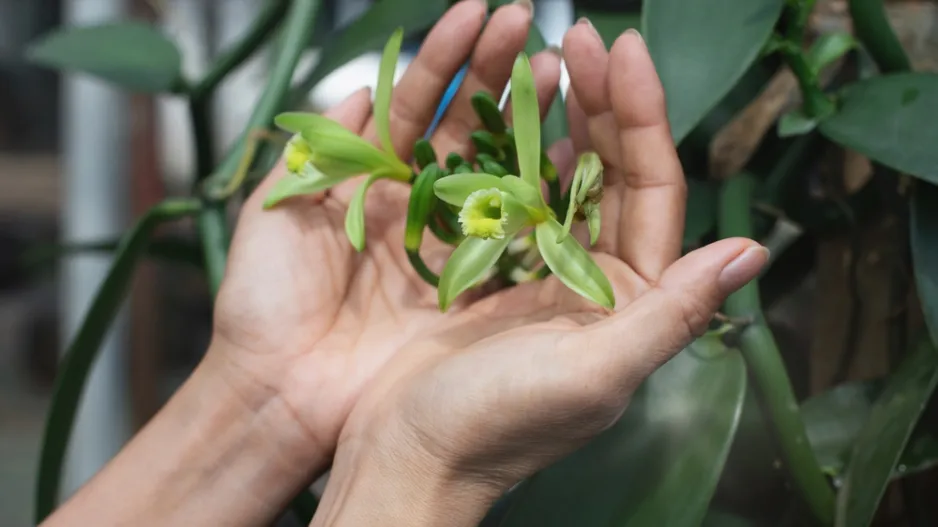 Nejkrásnější orchidej jménem vanilkovník