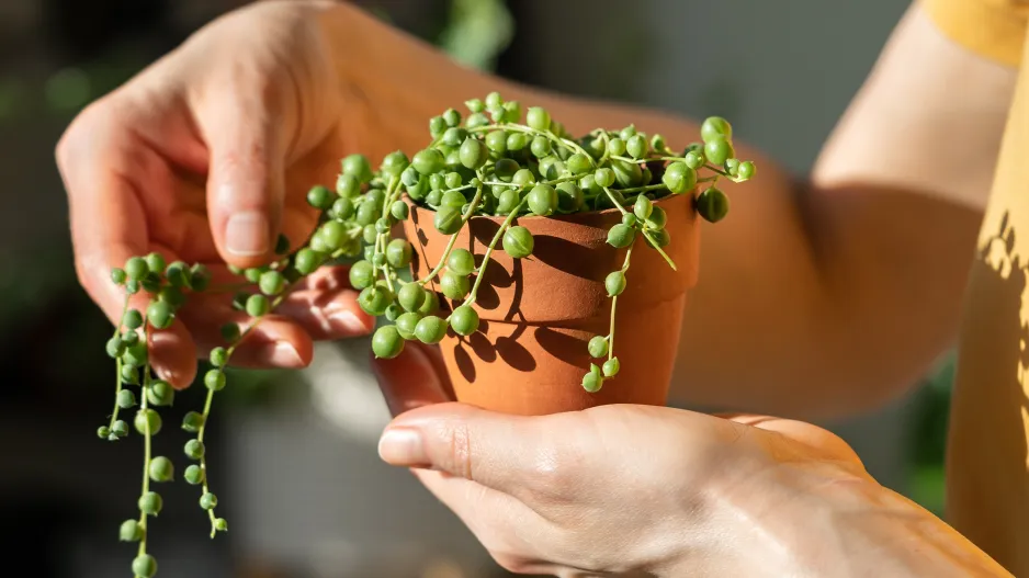 Starček převislý (Senecio rowleyanus)