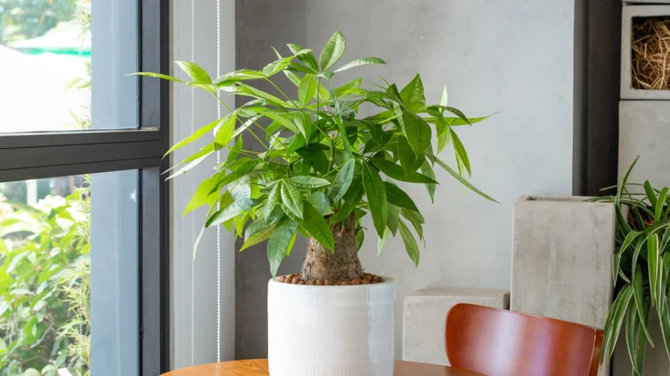 Pachira (Pachira aquatica) 