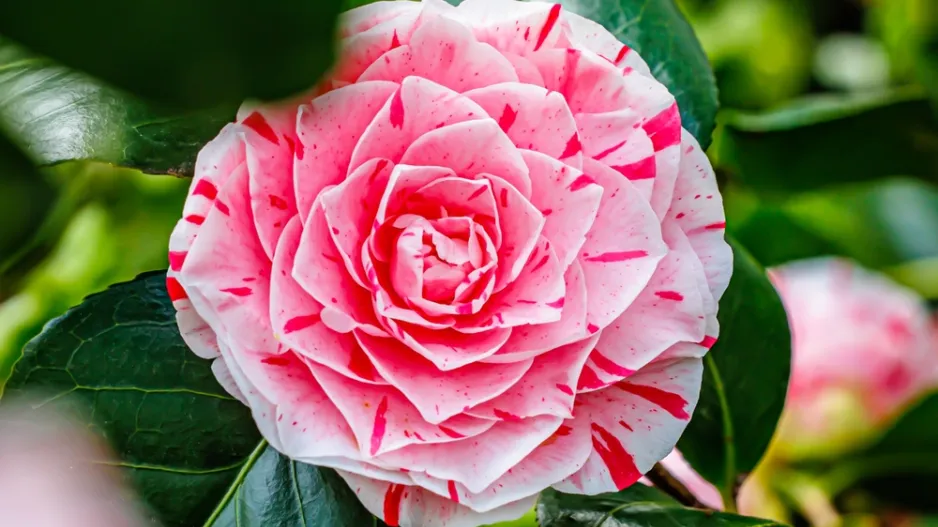 Japonská růže neboli kamélie