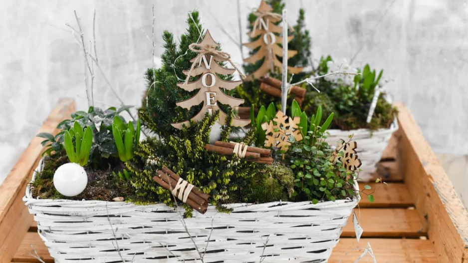 Cibuloviny ve vánočním aranžmá