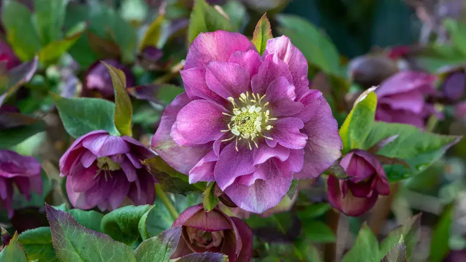 Čemeřice východní