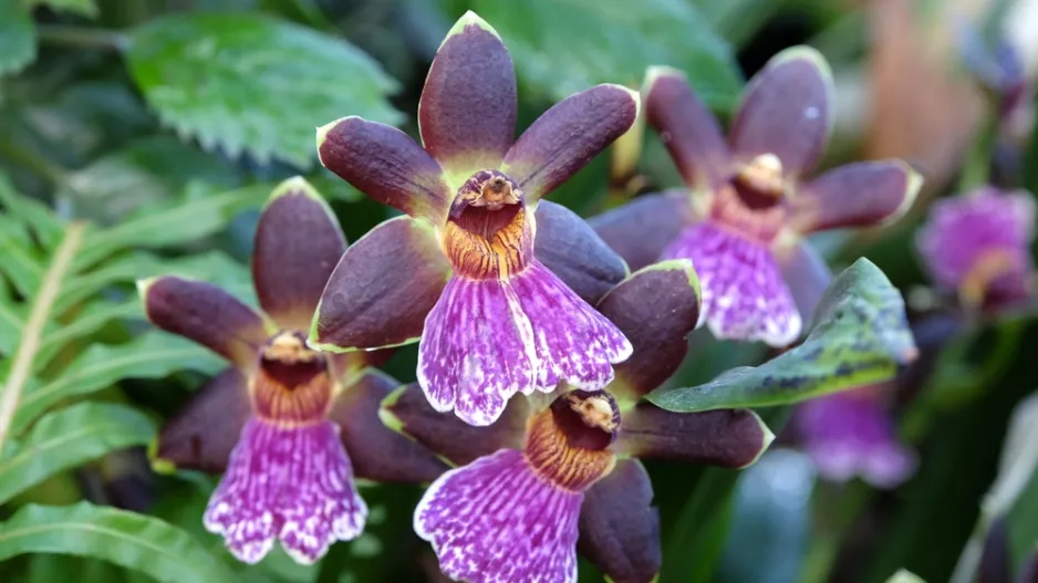 Chomoutovka (Zygopetalum)