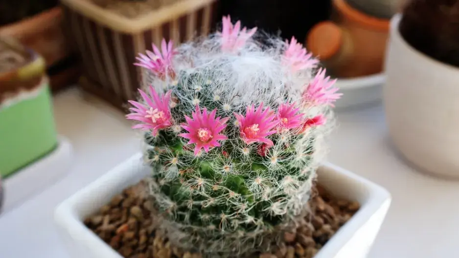 Mamilárie (Mammillaria) 