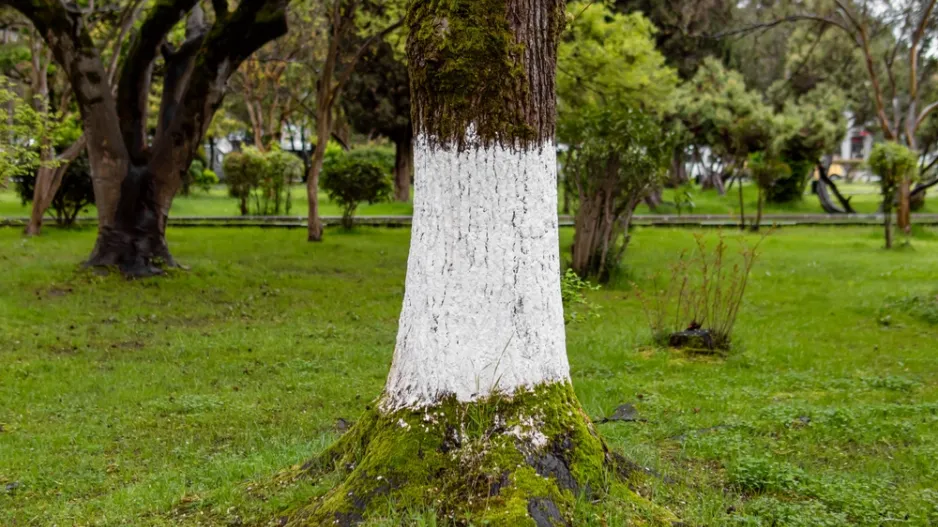 Bílení stromů ekologicky a bez chemie
