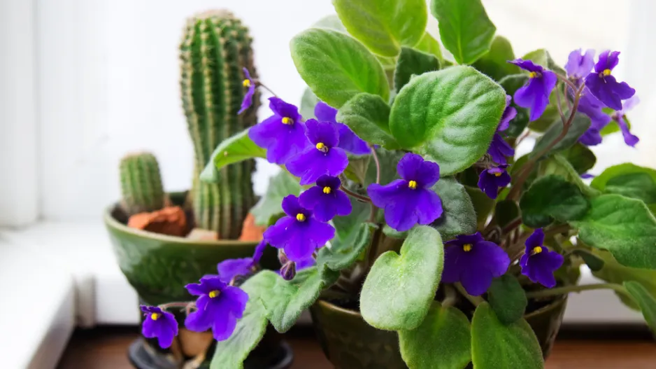 Africká fialka (Saintpaulia ionantha)