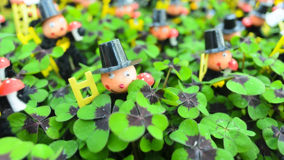 čtyřlístek, oxalis