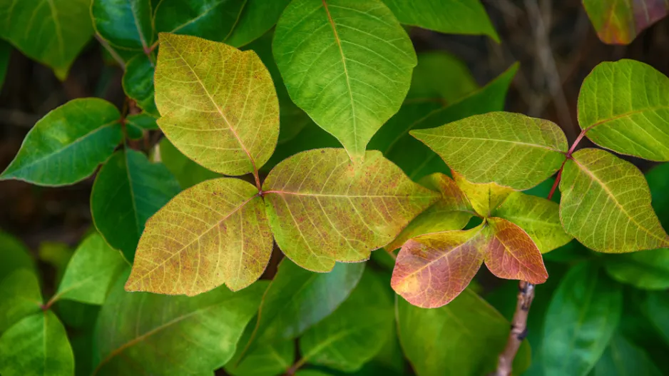 Jedovatec kořenující (Toxicodendron radicans)