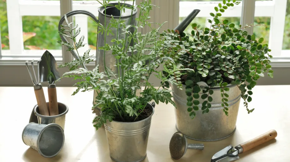 Knoflíkovka, temnotka či kožitka (Pellaea rotundifolia) 