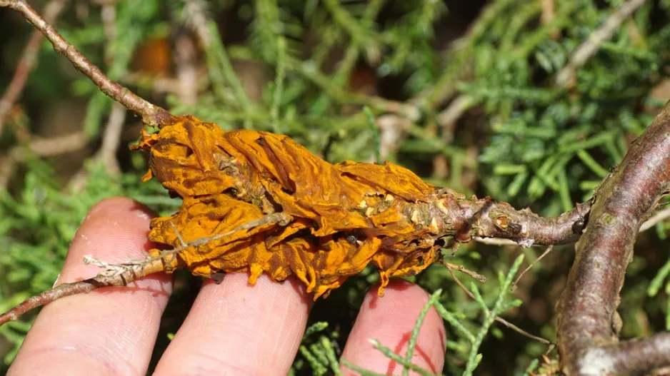 Rez hrušňová (Gymnosporangium sabinae)