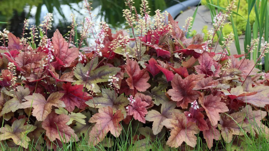 Dlužela (x Heucherella)