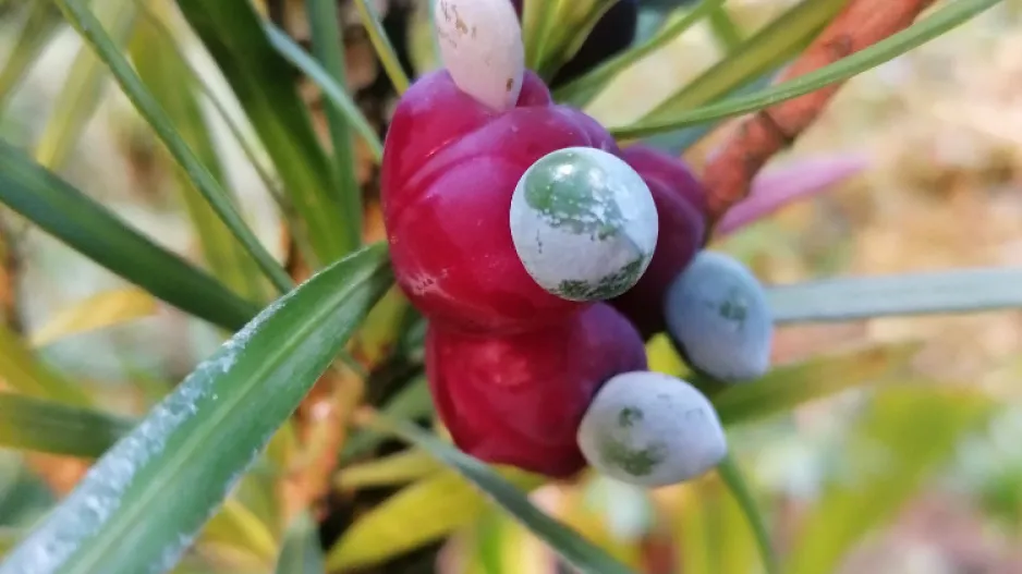 Strom moudrosti neboli nohoplod