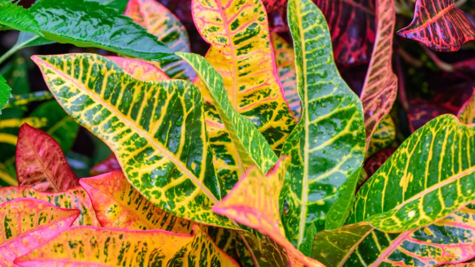 kroton neboli obojan (Codiaeum variegatum)