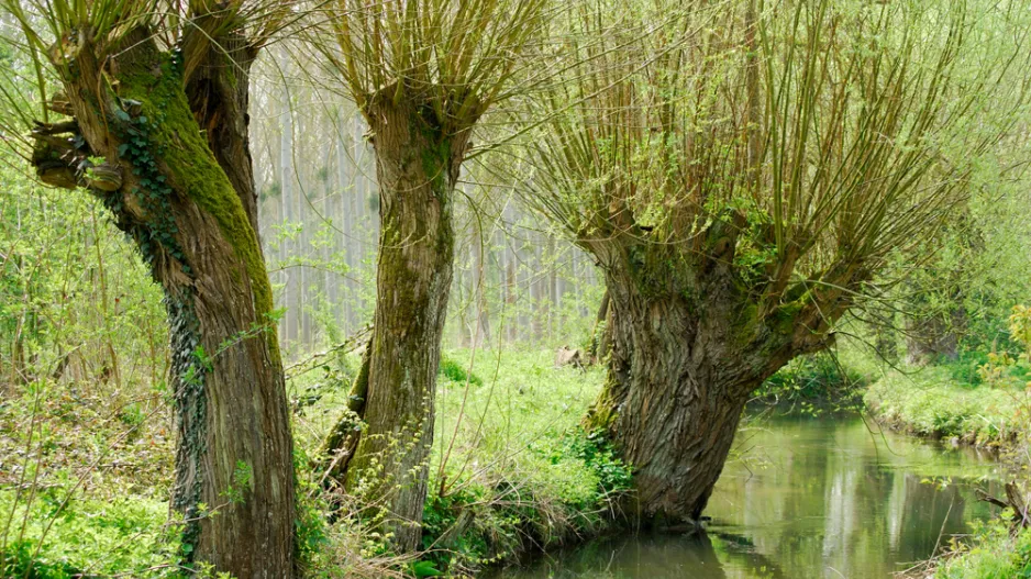 Vrby do malých zahrad